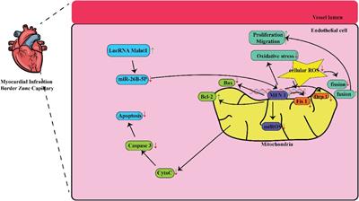 Unveiling the role of long non-coding RNA MALAT1: a comprehensive review on myocardial infarction